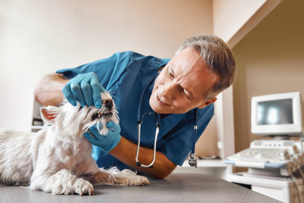 Best 24-Hour Emergency Dentist in Arlington Heights, WA